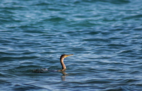 A bird swimming in the ocean with a long neck