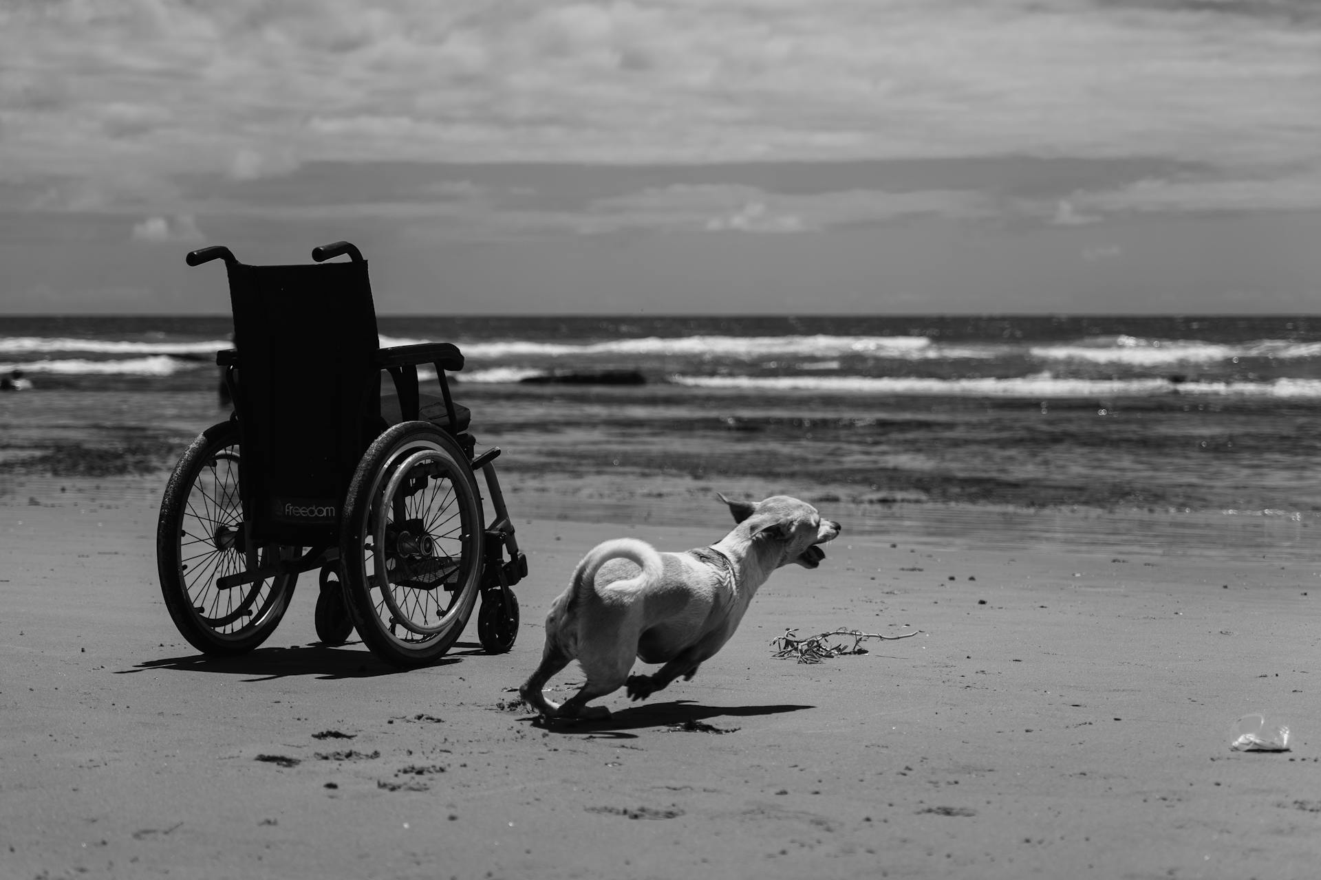 Svartvitt foto av en hund som springer bredvid en rullstol på en strand