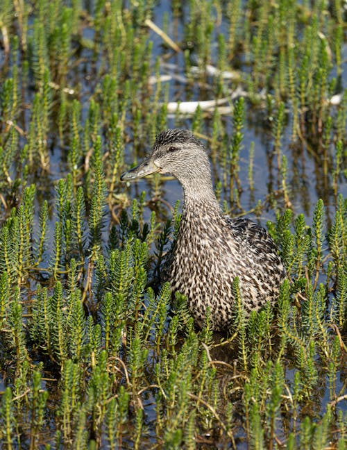 Duck on Swamp