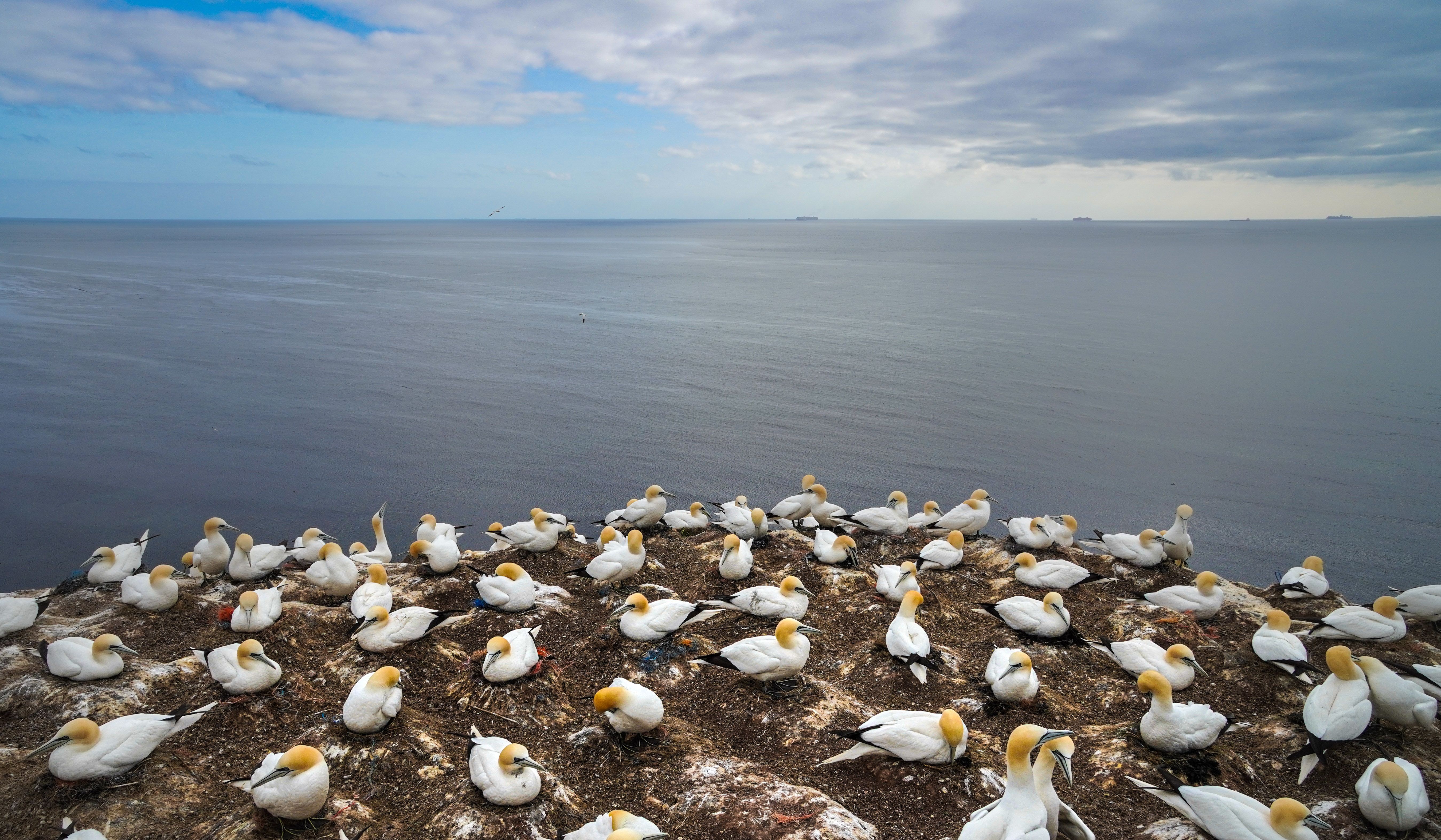 A large colony of Northern Gannet birds nesting on a rocky coastline with the ocean in the background.