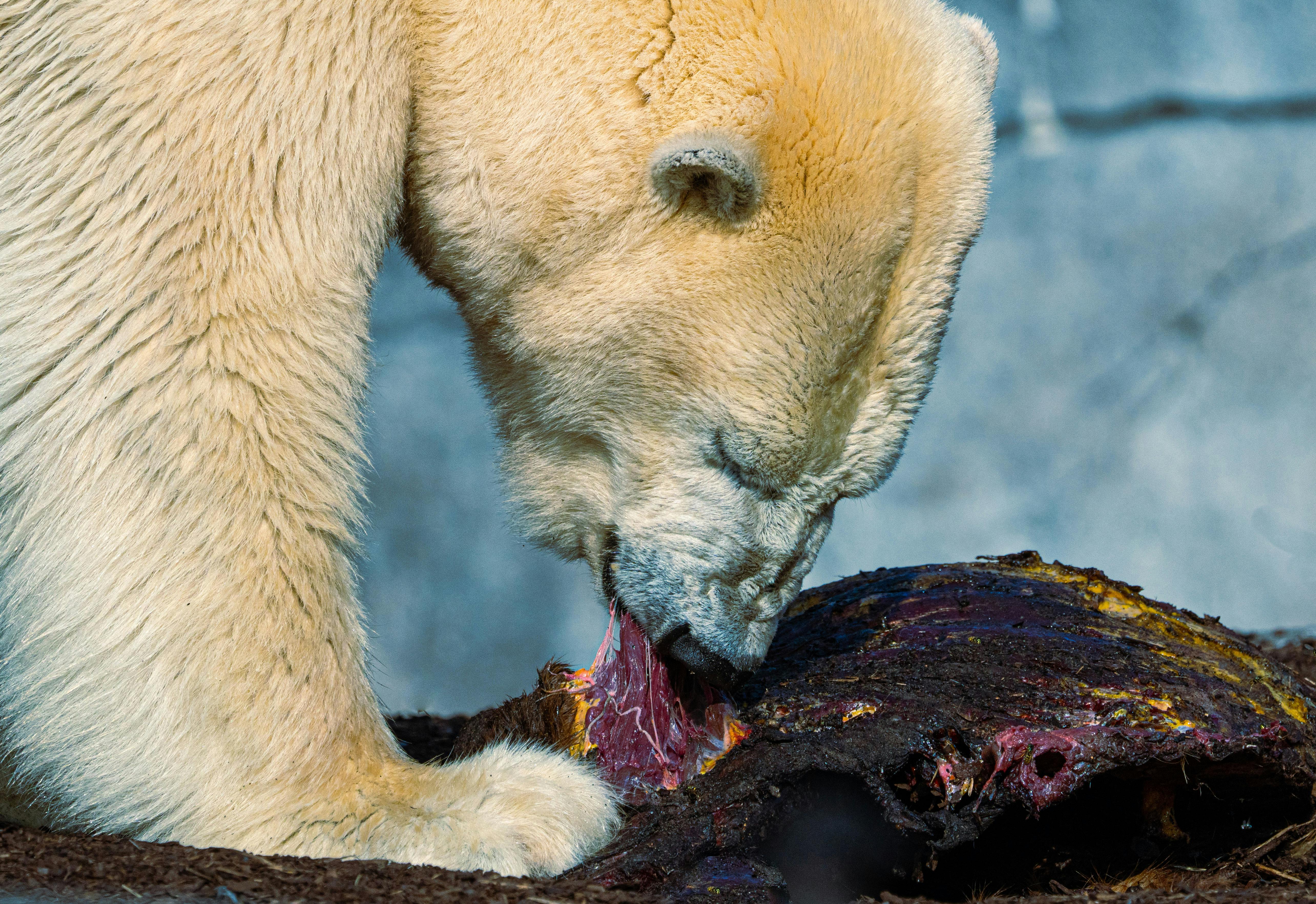 Jurassic dinosaurs had specialized diets to coexist peacefully — Photo by Lars H Knudsen on Pexels