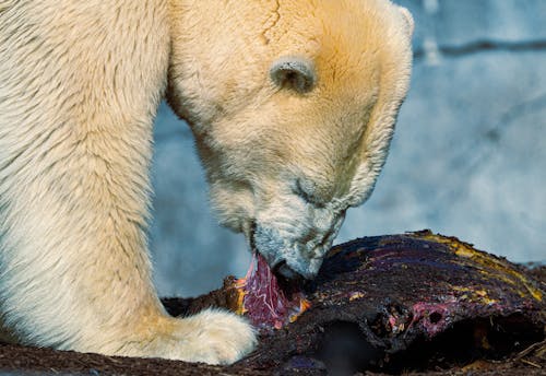 Isbjørn spiser