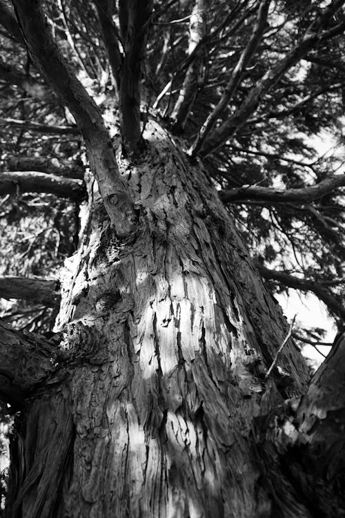 Black and White Low Angle Shot Photo of a Tree