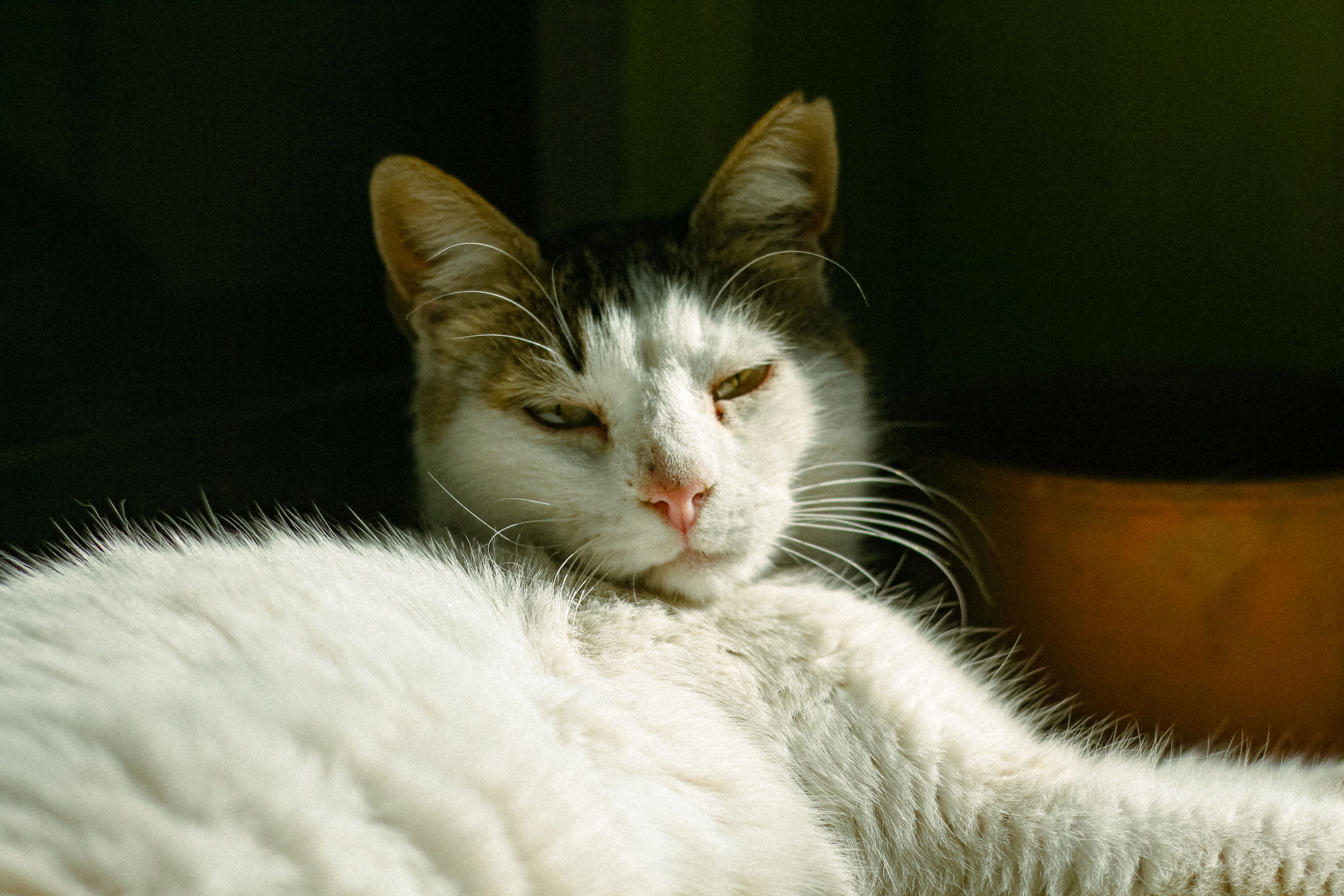 Portrait of a cat at a veterinary clinic