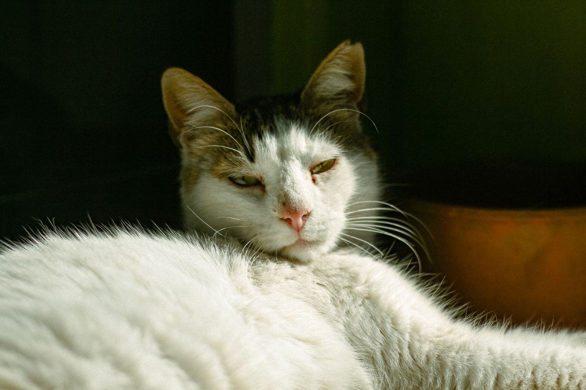 Portrait of a cat at a veterinary clinic
