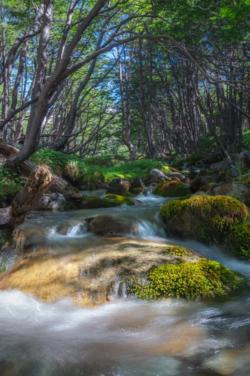 Foto d'estoc gratuïta de aigua, arbres, bosc