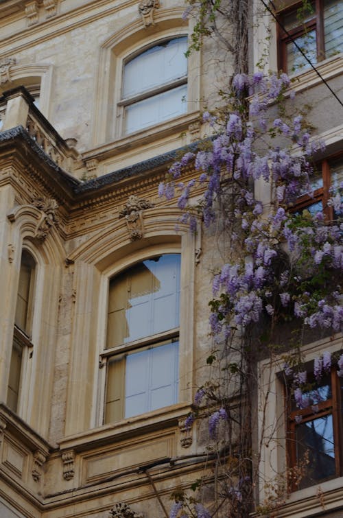 bina, camlar, Çiçekler içeren Ücretsiz stok fotoğraf