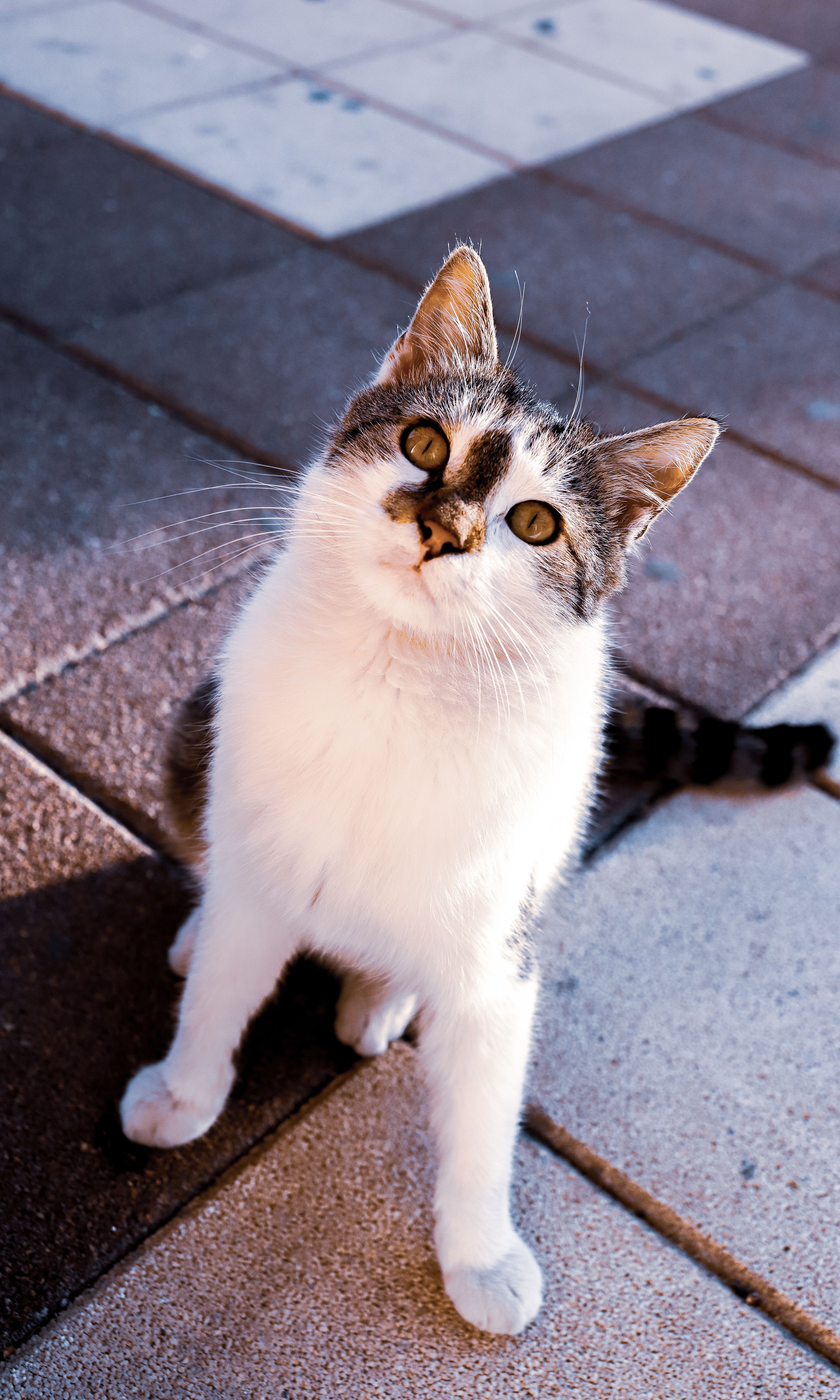 Brown and White Tabby Cat Sitting on Brown Brick Pathway · Free Stock Photo