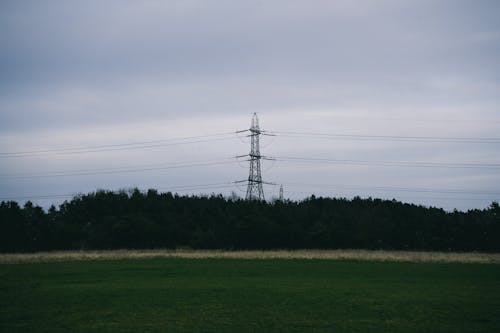 Foto d'estoc gratuïta de arbres, bosc, camp