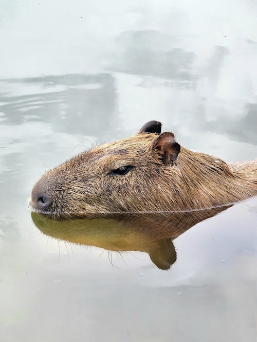 Kostnadsfri bild av bäver, djurfotografi, huvud