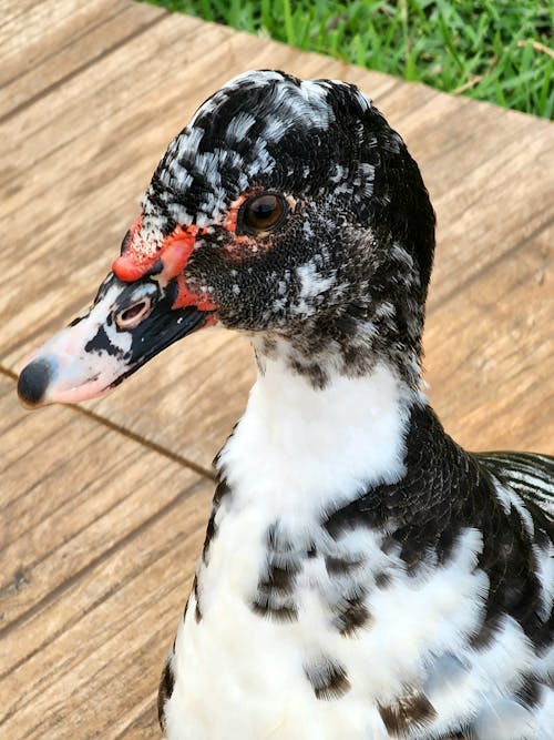 Kostenloses Stock Foto zu außerorts, ente, hohe winkelansicht