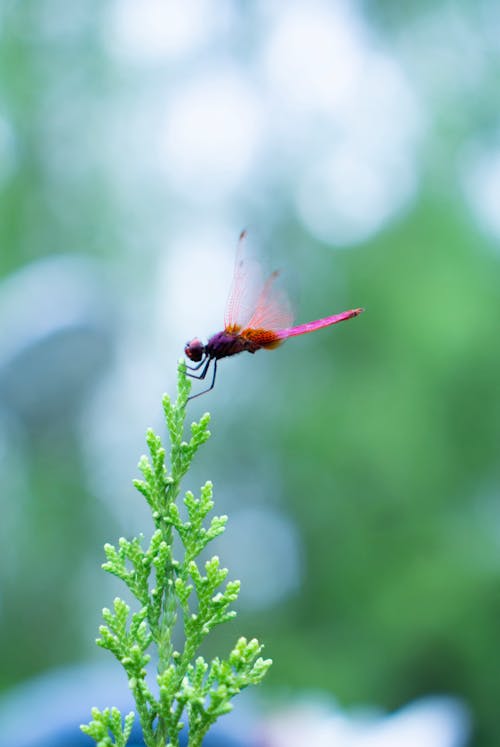 Základová fotografie zdarma na téma cypřiš, detail, fialová