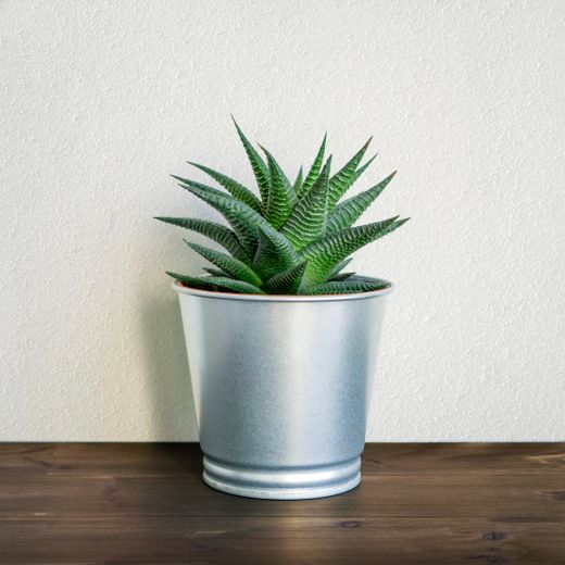 HALDRA galvanized plant pot with a succulent — photo by Komet Flicker on Pexels