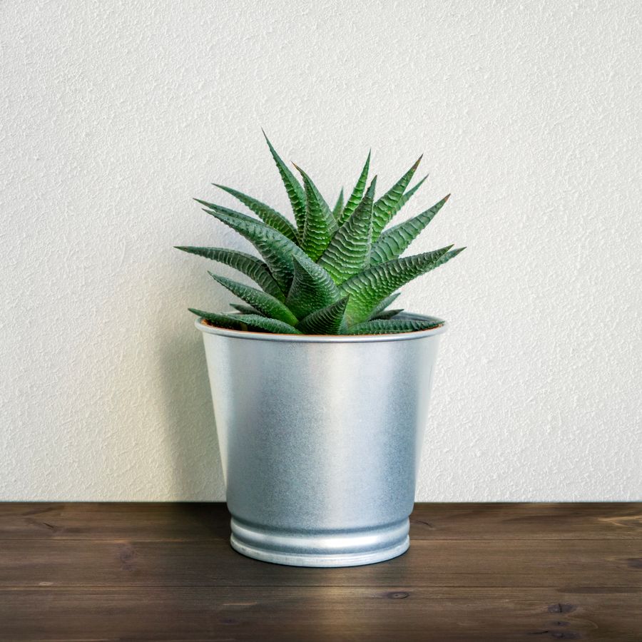 MARLOW plant pot in brushed zinc holding a small haworthia, photo by Komet Flicker on Pexels
