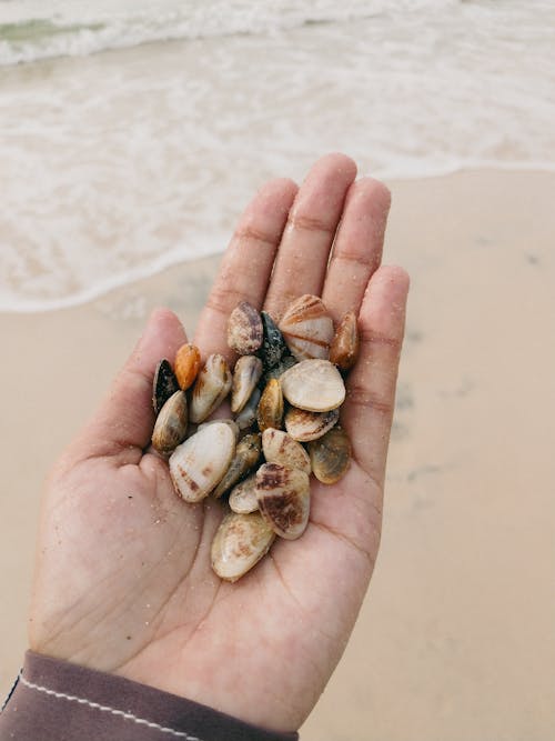 various types of patterned shells