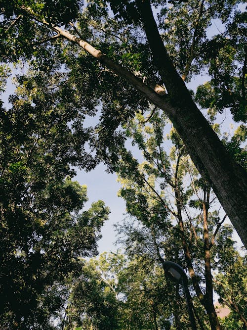 ağaçlar, ağaçlar ormanı, alt görüntü içeren Ücretsiz stok fotoğraf