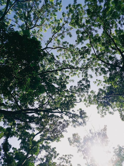 天空, 底部視圖, 森林 的 免費圖庫相片