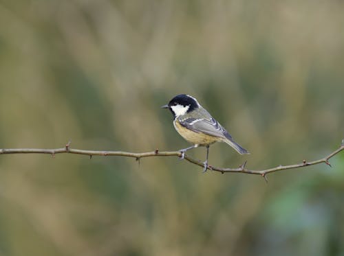 Kostnadsfri bild av djurfotografi, fågel, gren