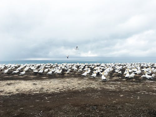 Seagulls Colony on Sea Shore
