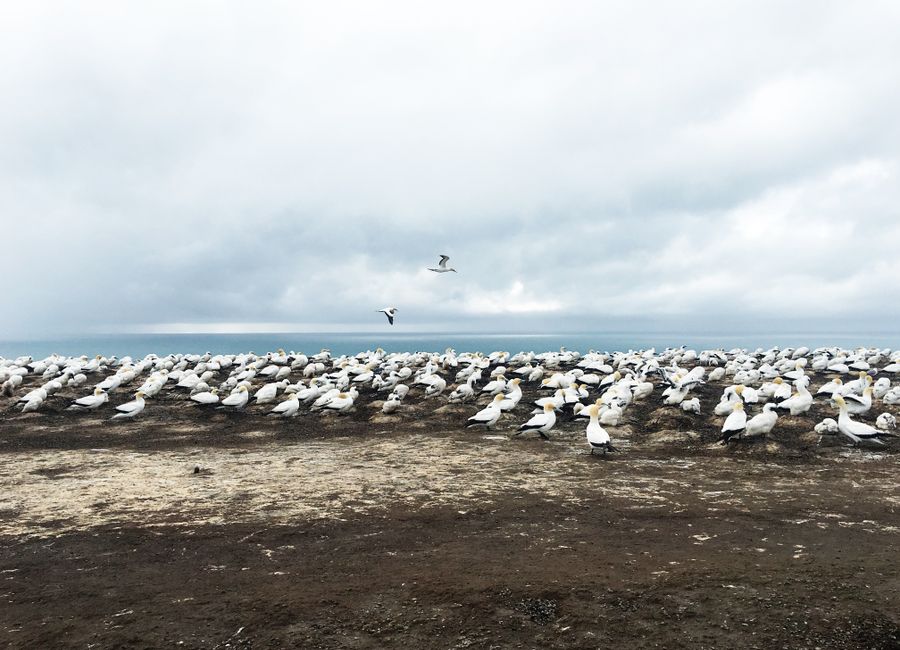A vast colony of seabirds on a coastal cliff under an overcast sky in Hawke's Bay, New Zealand.