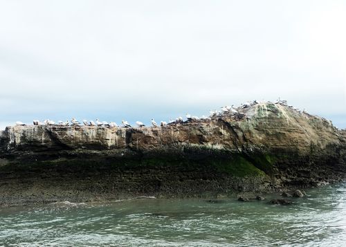 Free Flock of seabirds perched on a rocky cliff overlooking the ocean in Napier, New Zealand. Stock Photo