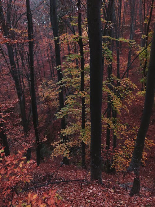 Sonbahar Sezonunda Orman Fotoğrafı