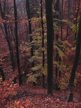 秋天的森林绿树成荫，风景如画