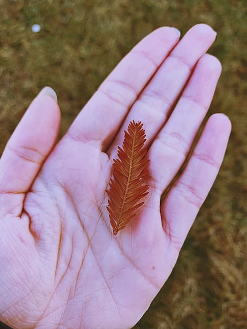 Close-Up Photo of Person Holding Brown Leaf