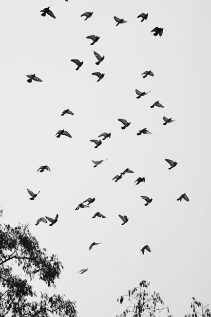 Black and white photo of a flock of birds flying over trees in Riga, Latvia, capturing wildlife and freedom.