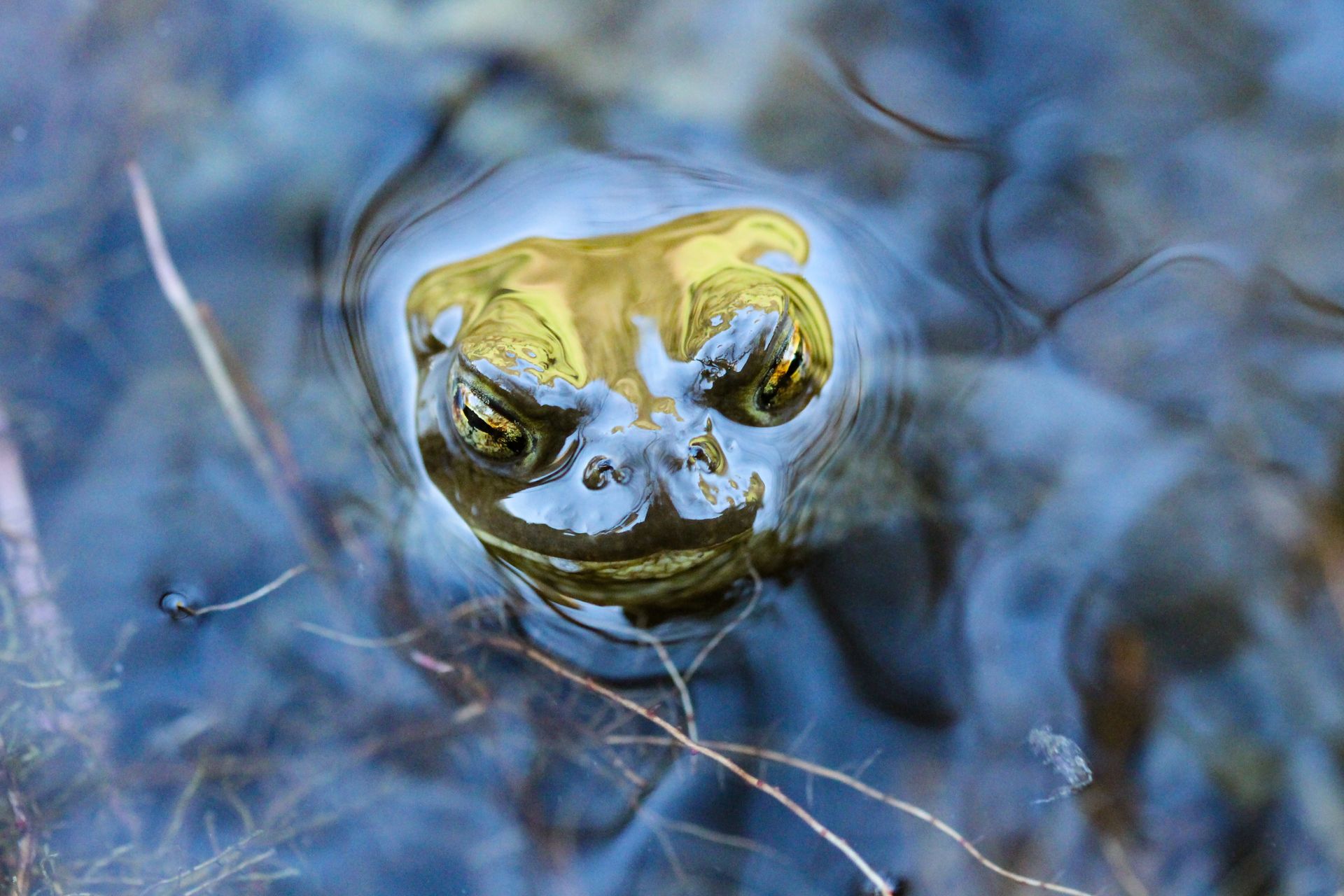 Detailed close-up of a frog peeking above the water surface in its natural habitat.