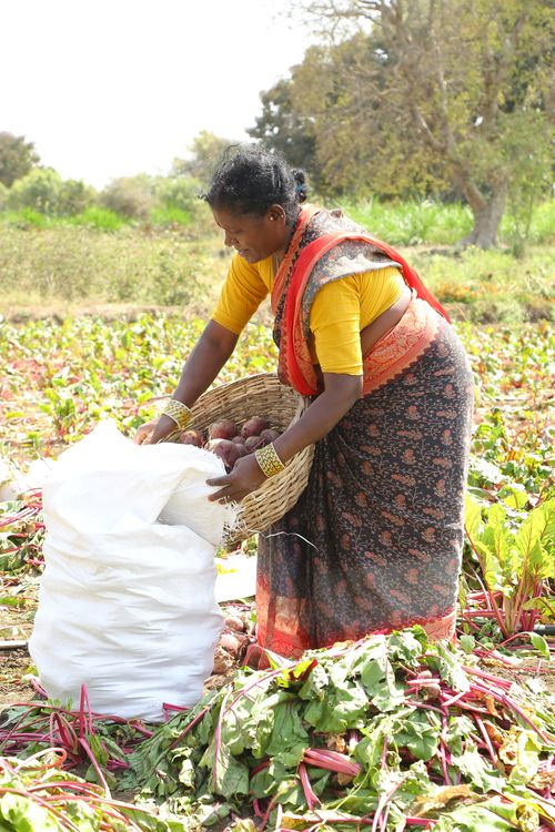 Free South Asian woman harvesting beets in a sunlit rural field, showcasing traditional agriculture. Stock Photo