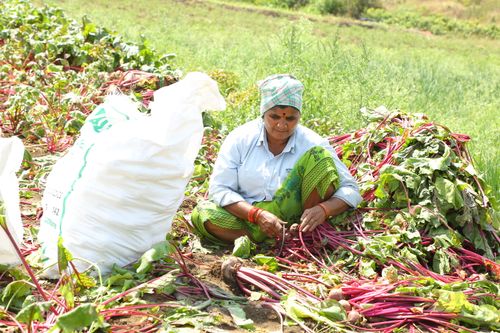 Free Indian woman harvesting beets in a lush green farm field. Stock Photo