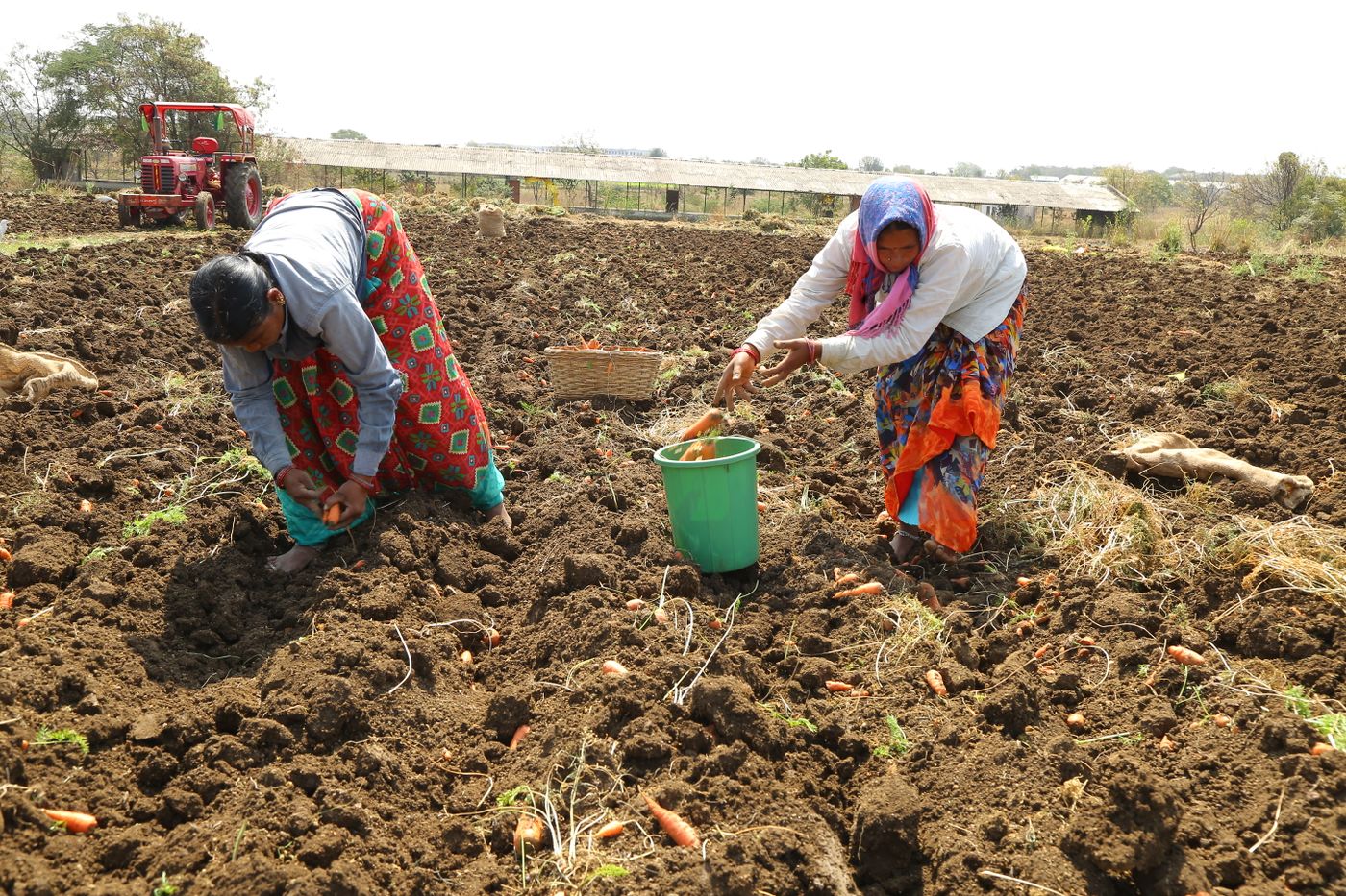 Farmers harvesting carrots in India