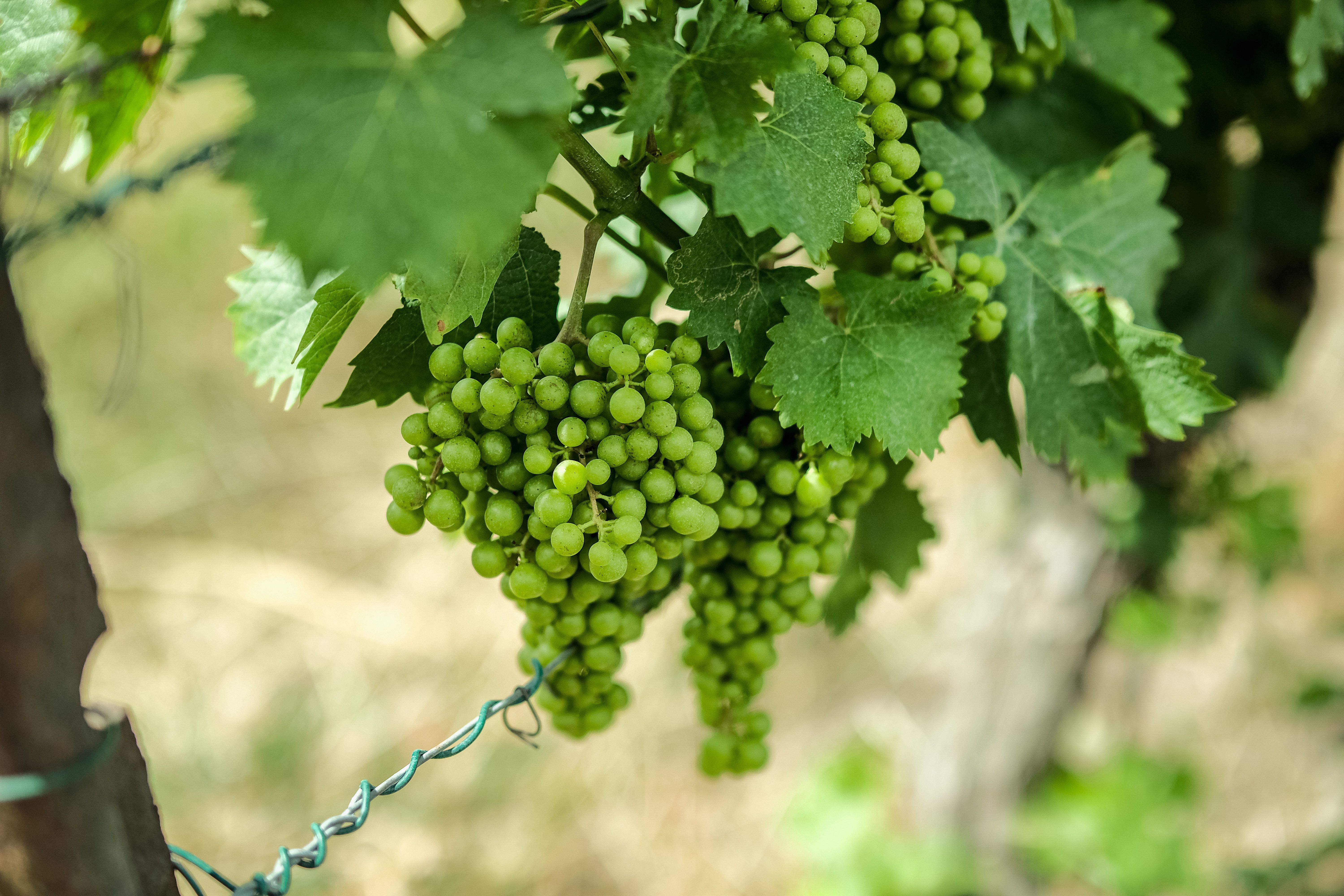 Close-up of lush green grapes hanging on vine, symbolizing vineyard freshness.