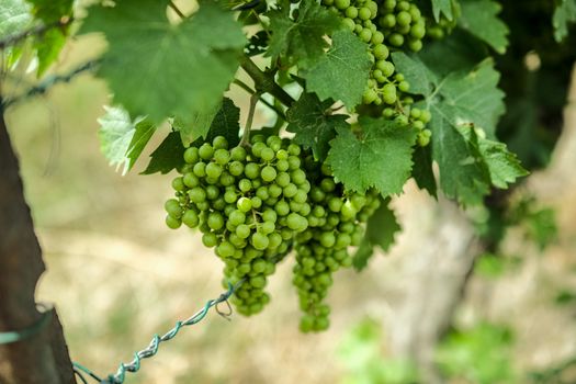How to Easily Buy Canadian Ice Wine Online: Your Ultimate Guide