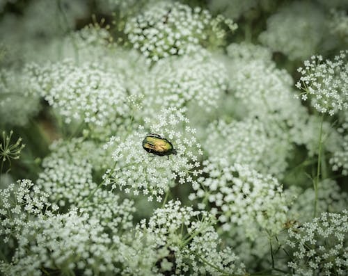 Japanese Beetle on White Flowers