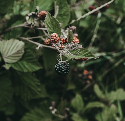 blackberry, büyüme, çalı meyvesi içeren Ücretsiz stok fotoğraf