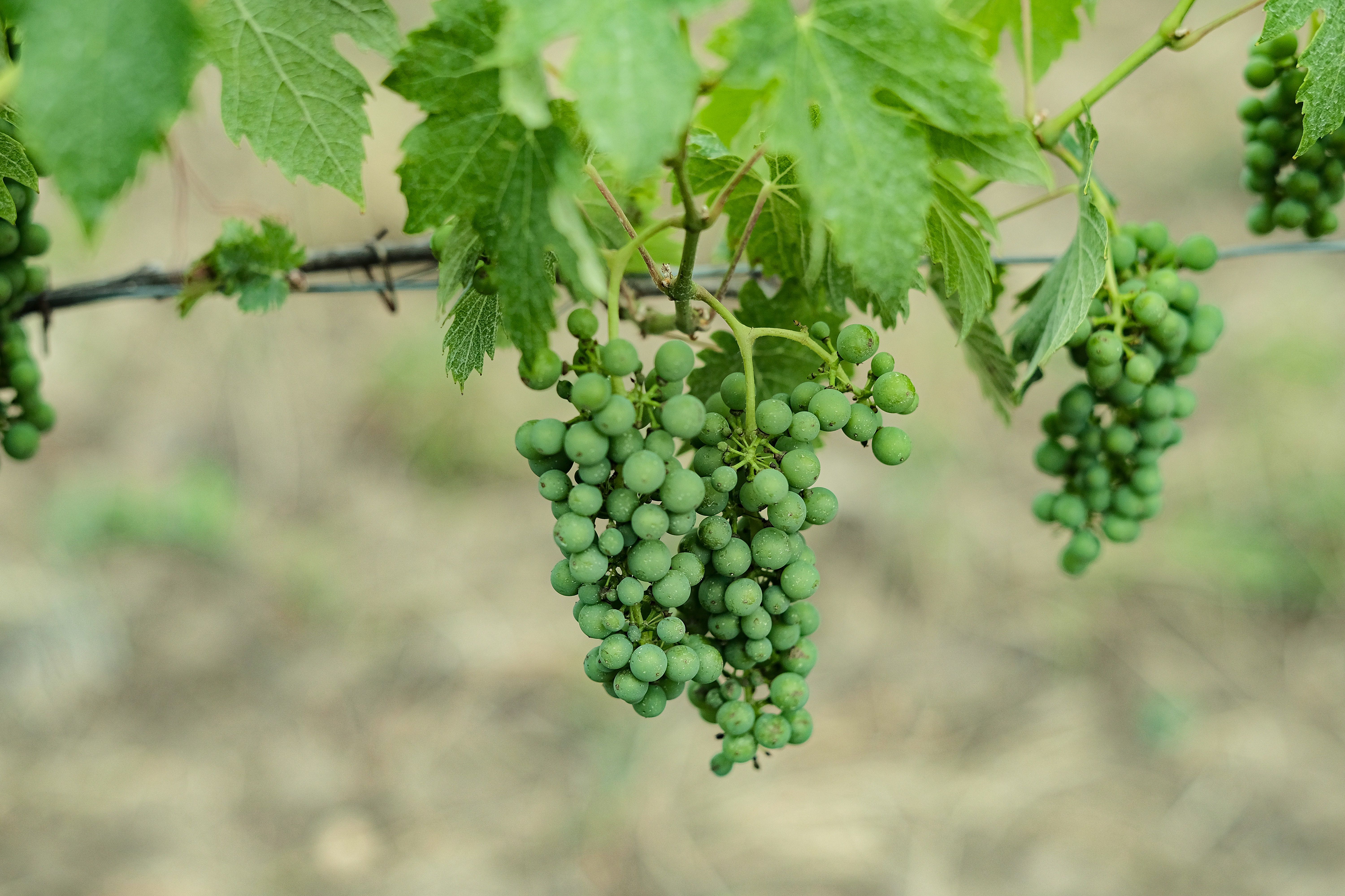 caramel grapes recipe