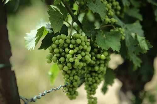 Безкоштовне стокове фото на тему «виноградна лоза, впритул, зелений виноград»