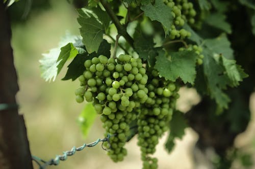 Green Grapes on Vine