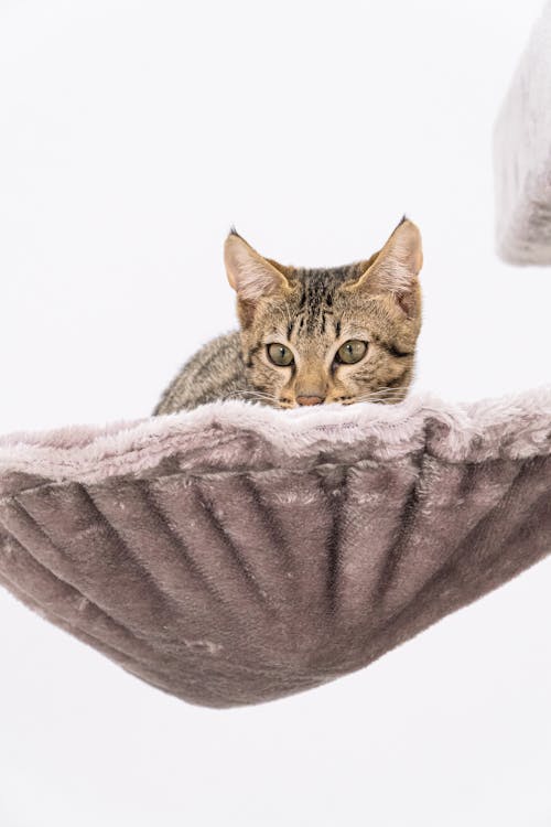 Close-up of a Cat Sitting in a Cat Bed 