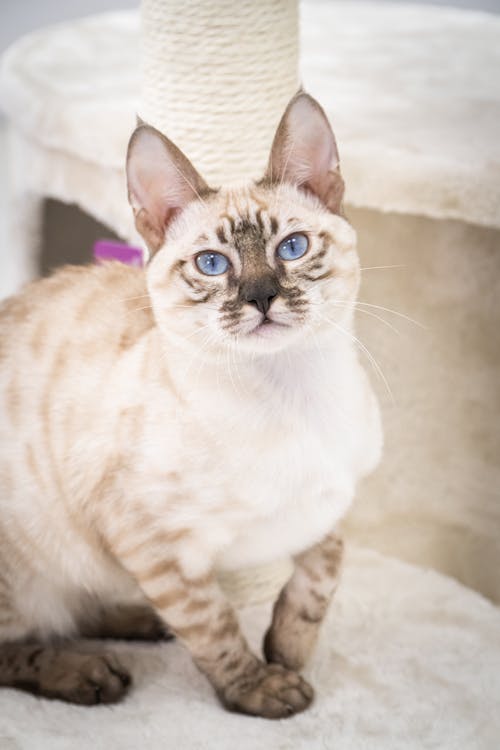 Portrait of White Cat