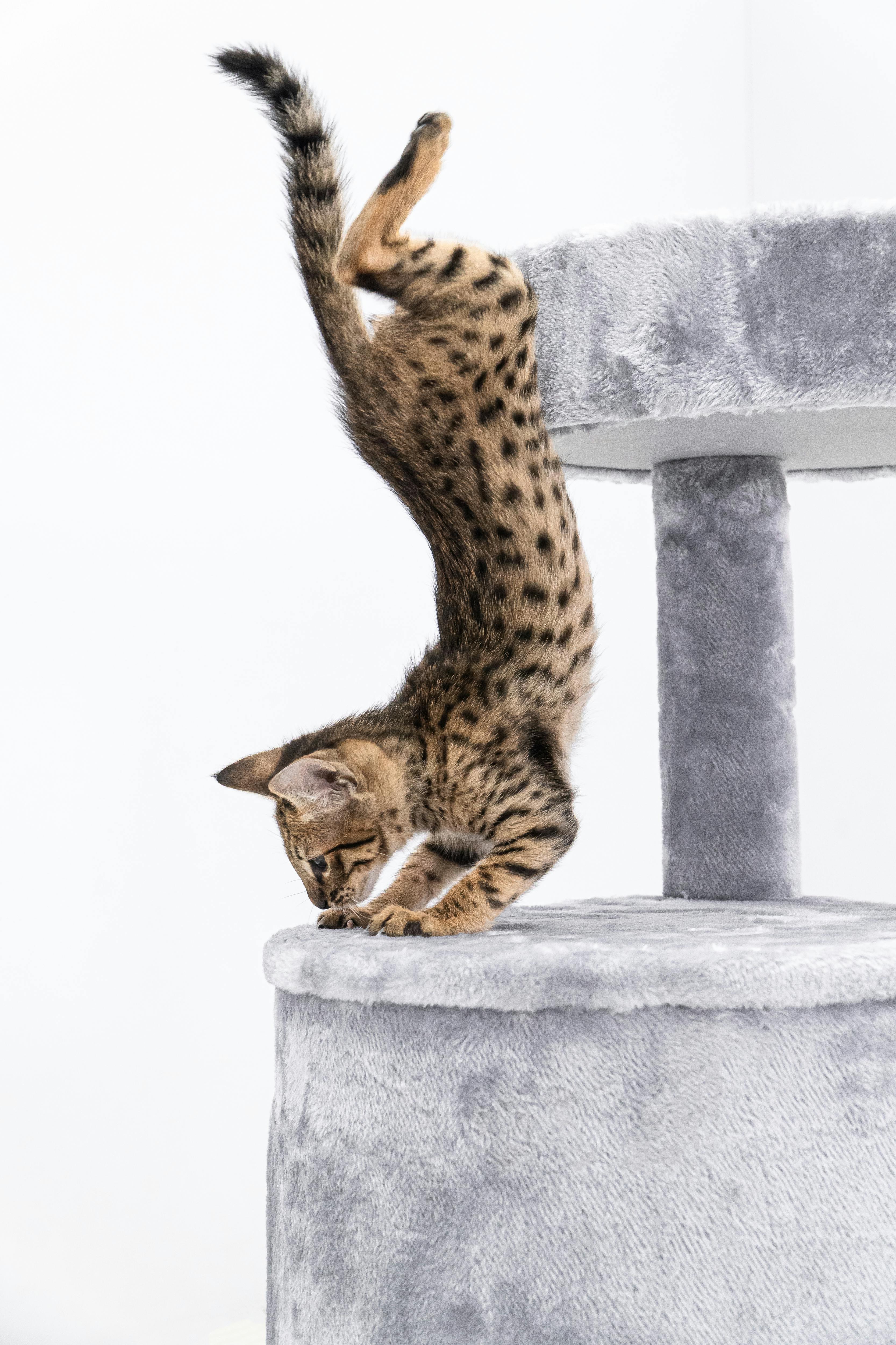 Gray Cat Jumping Down From Scratching Post