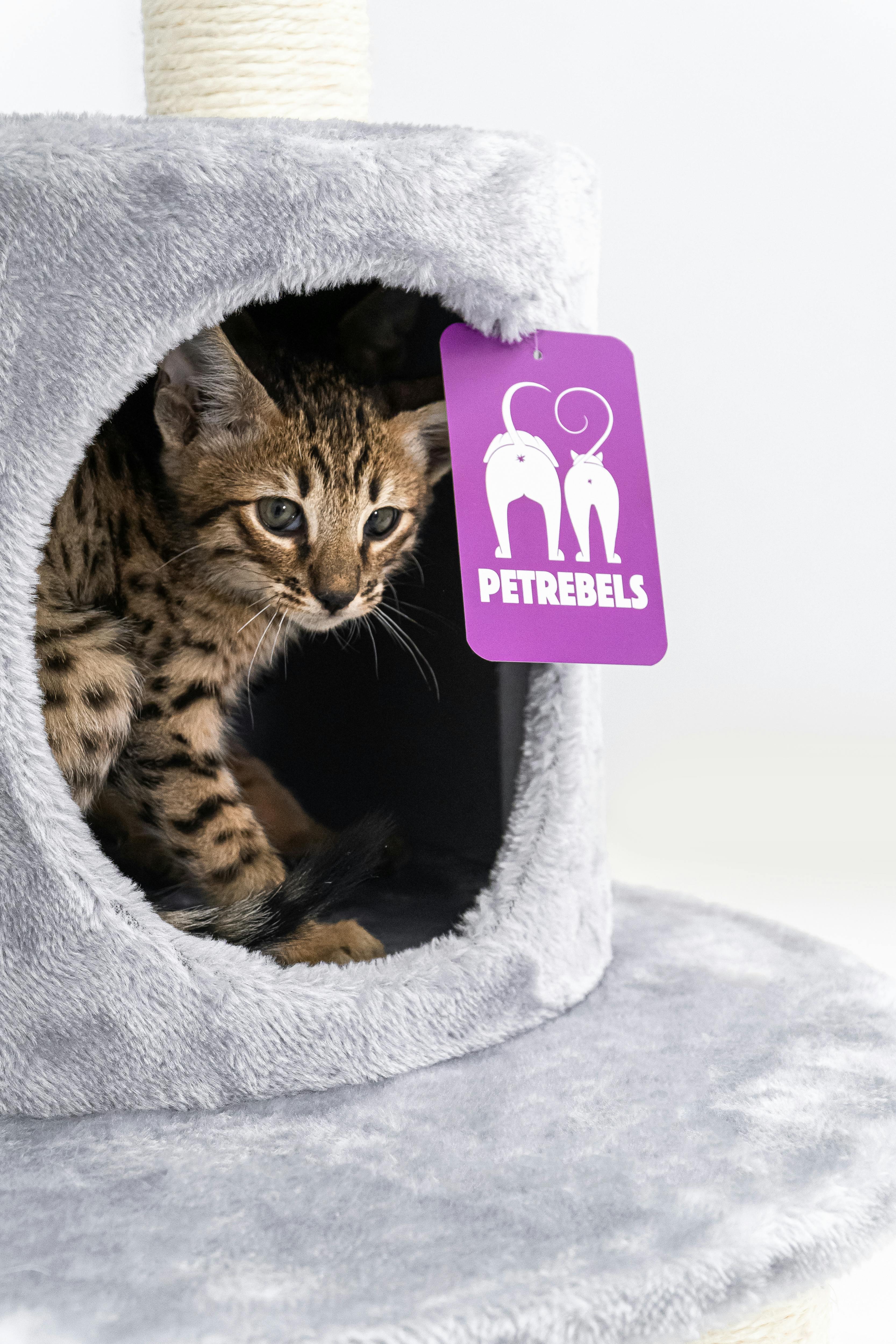 Brown Savannah kitten on scratching cat tree