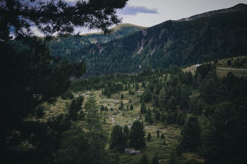 Winding Stream among Trees on Meadow