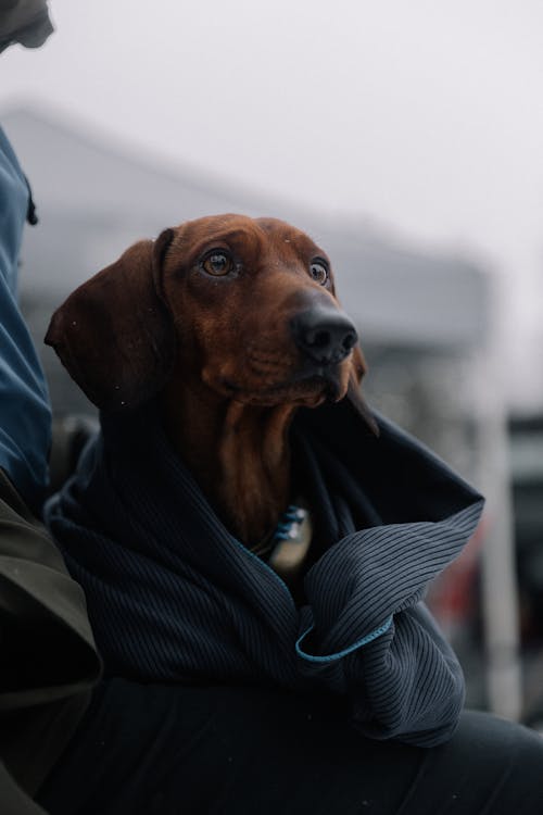 Δωρεάν στοκ φωτογραφιών με dachshund, γκρο πλαν, γλυκούλι