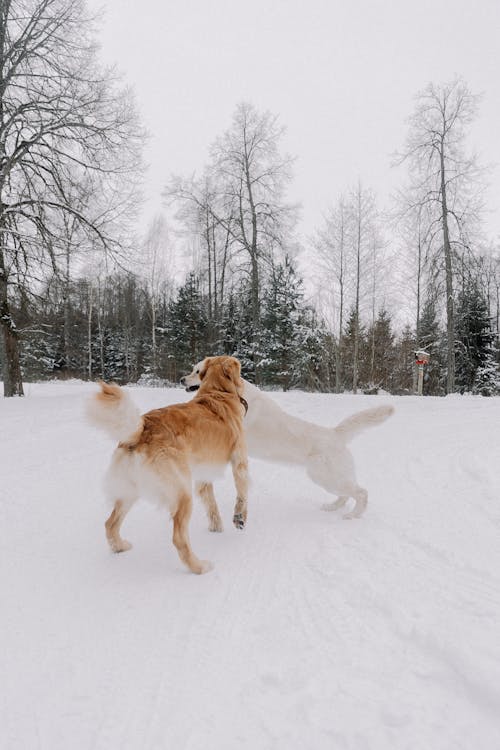 Ilmainen kuvapankkikuva tunnisteilla eläinkuvaus, flunssa, koirat