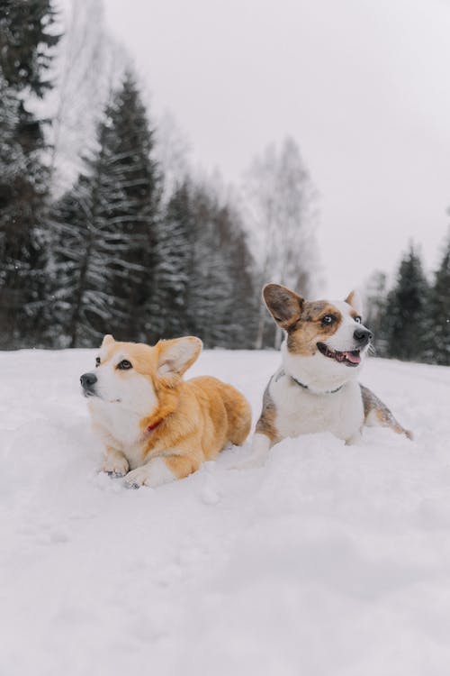 Photos gratuites de animaux de compagnie, chiens, couché