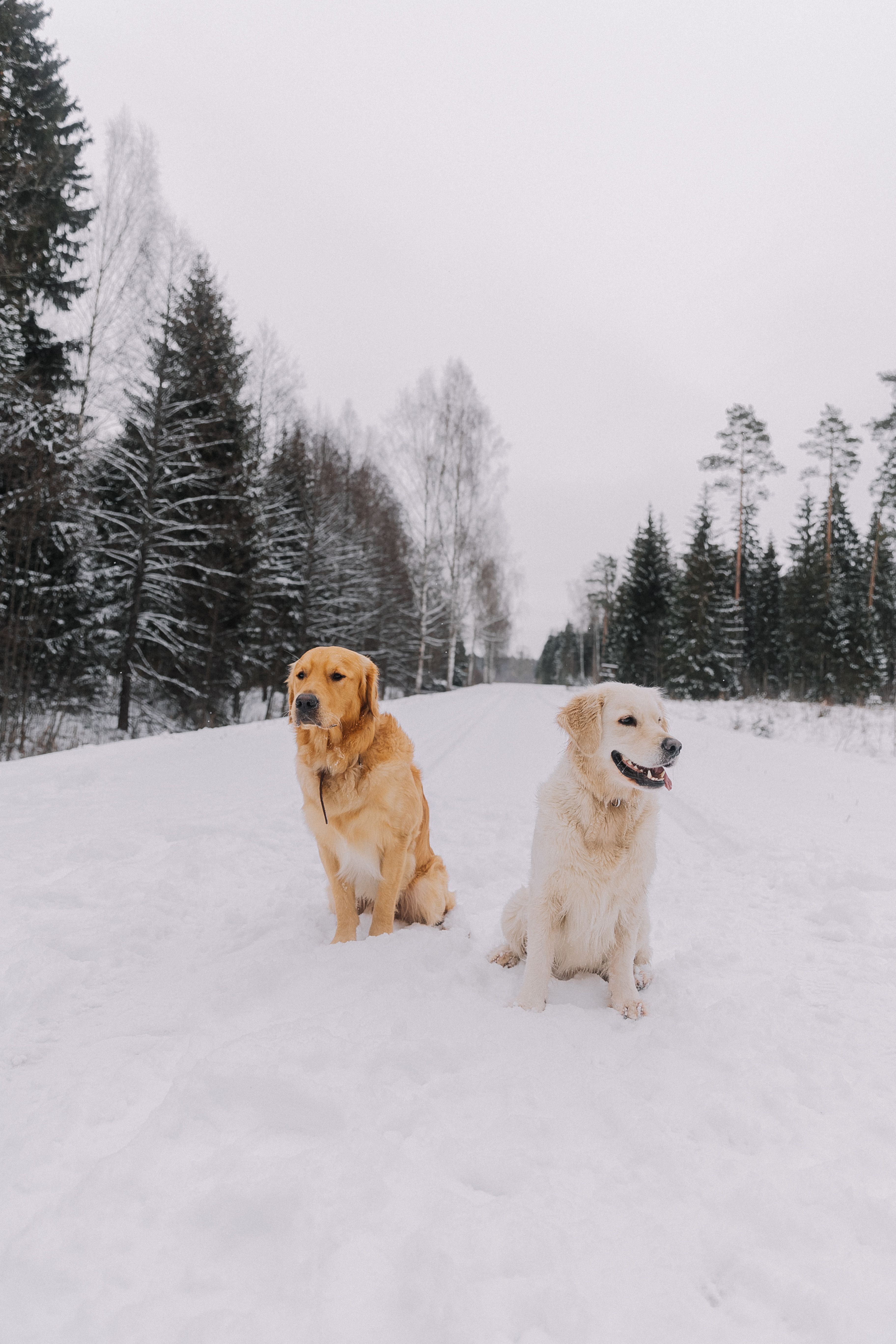 Two golden retrievers sitting in the snow · Free Stock Photo