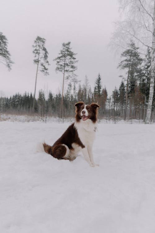 Gratis lagerfoto af border collie, dyrefotografering, forkølelse